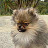 dog, puppy, fluffy, long_hair, small_breed, pomeranian, standing, toy, plush_toy, outdoor, tropical, plants, greenery, path, pavement, fur, brown_and_white, portrait, pet, cute