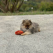 Baloo a rejoint le concours — aidez-le/la à gagner de superbes lots ! dog, puppy, pomeranian, fluffy, small_dog, toy, orange_toy, lying_down, outdoor, pavement, road, grass, trees, greenery, nature, portrait, fur, cute, pet, playful