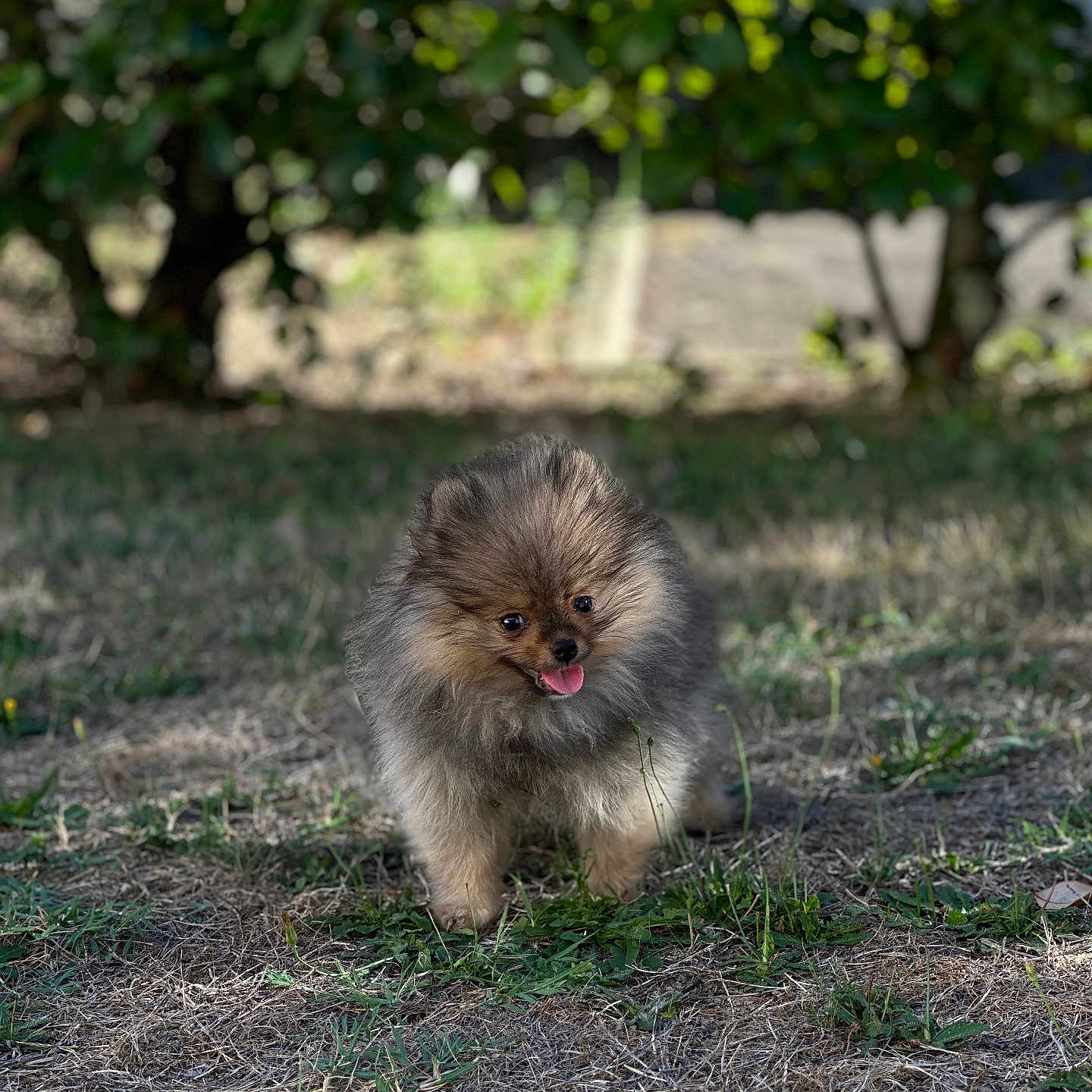 Baloo