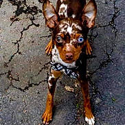 Almond is registered to the contest to win money with this photo: alert, animal, blue_eye, bow_tie, brown_eye, brown_fur, close_up, cracked_ground, curious, dog, ears_up, heterochromia, looking_up, outdoor, pavement, pet, short_hair, small_dog, standing, white_markings
