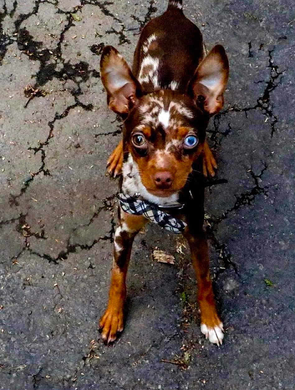 Almond is registered to the contest to win money with this photo: alert, animal, blue_eye, bow_tie, brown_eye, brown_fur, close_up, cracked_ground, curious, dog, ears_up, heterochromia, looking_up, outdoor, pavement, pet, short_hair, small_dog, standing, white_markings