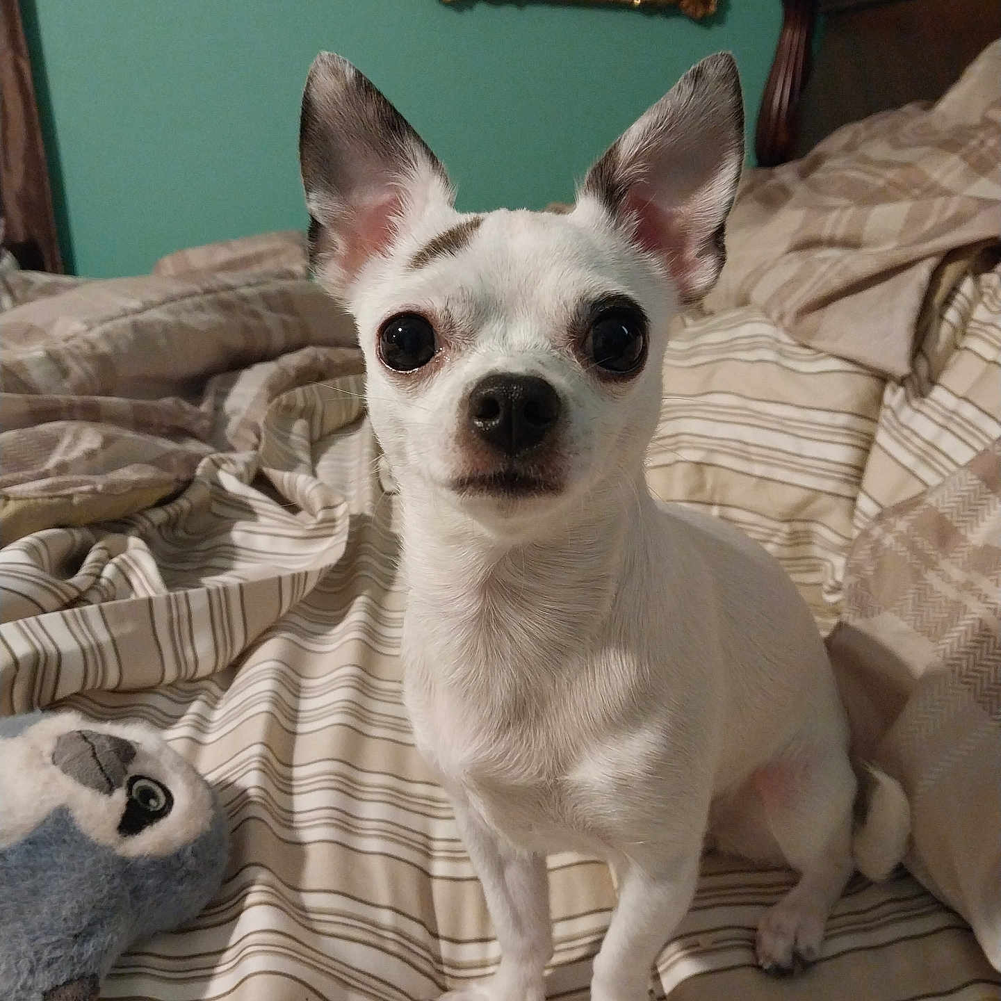 Italy is registered to the contest to win money with this photo: animal, bear, bed, bedroom, blanket, canine, chihuahua, couch, cushion, dog, furniture, giantpanda, homedecor, indoors, linen, pet, puppy, quilt, room, whitedog