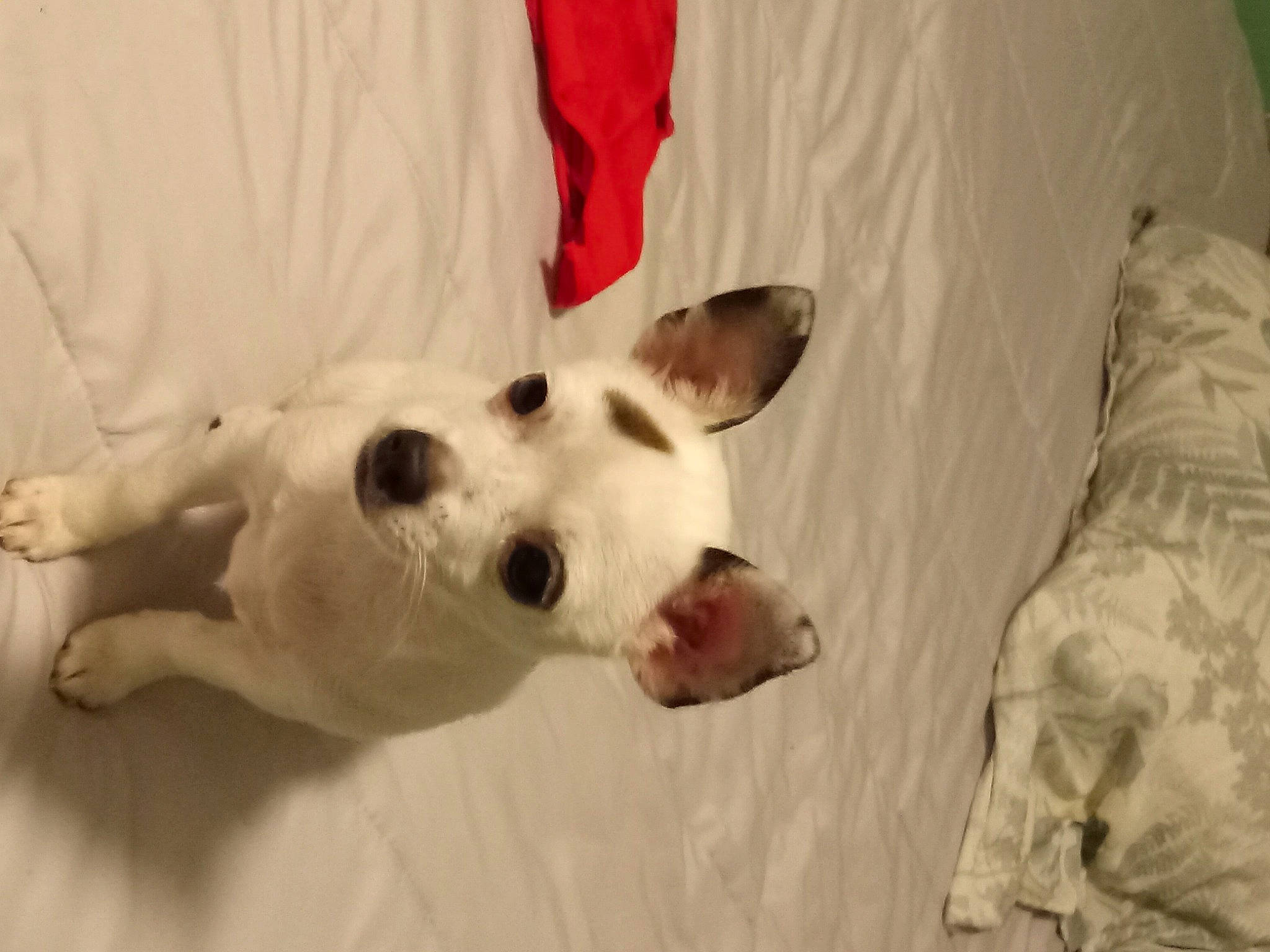 Italy is registered to the contest to win money with this photo: canidae, carnivore, collar, comfort, companion_dog, dalmatian, dog, dog_breed, dog_supply, ear, fawn, fur, head, linens, paw, sporting_group, tail, terrestrial_animal, whiskers, working_animal