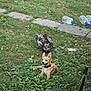 animal, backyard, collar, dog, duck, grass, greenery, leafy, muscovy_duck, nature, outdoor, path, pet, plants, playful, resting, summer, sunlight, tongue_out, water_bottles