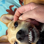Mister is registered to the contest to win money with this photo: dog, close_up, playful, grin, teeth, hand, scratching, ear, nose, fur, pet, animal, indoor, blanket, human, skin, cute, expression, cozy, background