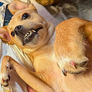 Mister is registered to the contest to win money with this photo: dog, pet, playful, lying_down, close_up, teeth, fur, paw, claws, bed, cozy, cute, animal, canine, smile, relaxed, indoor, whiskers, ears, friendly