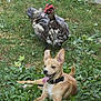 animal, backyard, bird, canine, collar, dog, duck, ears, feathers, grass, greenery, happy, leaf, mammal, nature, outdoor, pet, playful, resting, tongue_out