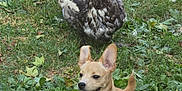 Mister is registered to the contest to win money with this photo: animal, backyard, bird, canine, collar, dog, duck, ears, feathers, grass, greenery, happy, leaf, mammal, nature, outdoor, pet, playful, resting, tongue_out