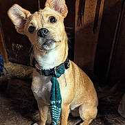 Mister is registered to the contest to win money with this photo: adorable, animal, brown, canine, collar, companion, curious, cute, dog, domestic_animal, ears, fabric_tie, fur, indoor, looking_up, pet, portrait, sitting, tan_dog, wooden_floor