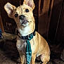 adorable, animal, brown, canine, collar, companion, curious, cute, dog, domestic_animal, ears, fabric_tie, fur, indoor, looking_up, pet, portrait, sitting, tan_dog, wooden_floor