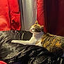 Raja joined the competition — help win amazing prizes! animal, black_surface, calico, cat, cozy, curtains, domestic_cat, ears, feline, fur, indoor, light, pet, portrait, red_curtains, relaxed, resting, shadow, side_view, whiskers