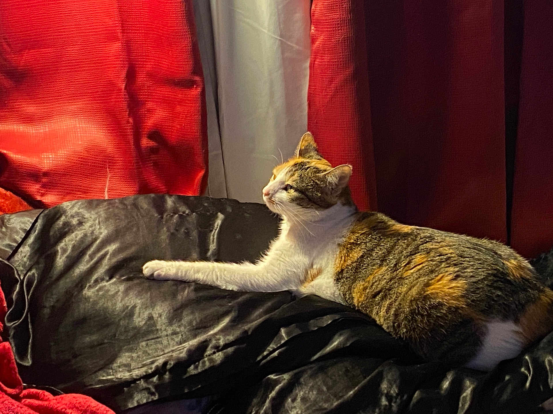 Raja