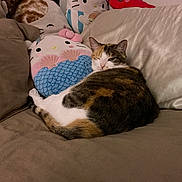 Raja joined the competition — help win amazing prizes! animal, brown, calico_cat, cat, couch, cozy, cute, feline, hello_kitty, home, indoor, living_room, pet, pink, plush_toys, relaxing, sofa, stuffed_animal, white, winking
