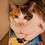 Raja joined the competition — help win amazing prizes! animal, calico_cat, carpet, cat, catwoman, close_up, colorful, comic_book, cozy, curious, cute, eyes, fur, indoor, paws, pet, reading_material, relaxation, resting, whiskers