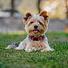 dog, small_dog, fluffy_fur, red_collar, grass, outdoor, nature, happy, panting, pet, canine, animal, cute, lying_down, summer, sunlight, blurred_background, greenery, park, friendly