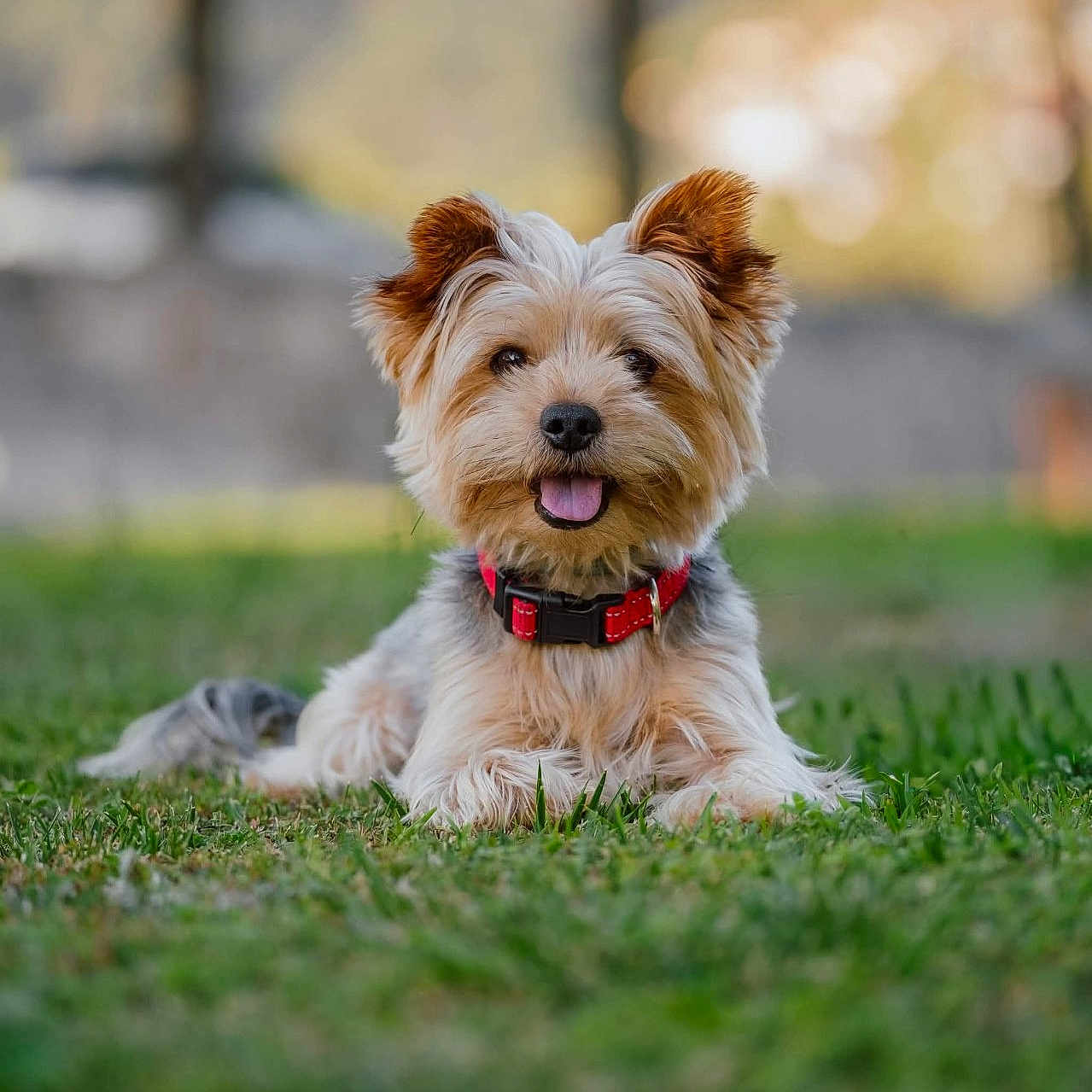 Luky participe au concours pour gagner de l'argent avec cette photo : dog, small_dog, fluffy_fur, red_collar, grass, outdoor, nature, happy, panting, pet, canine, animal, cute, lying_down, summer, sunlight, blurred_background, greenery, park, friendly