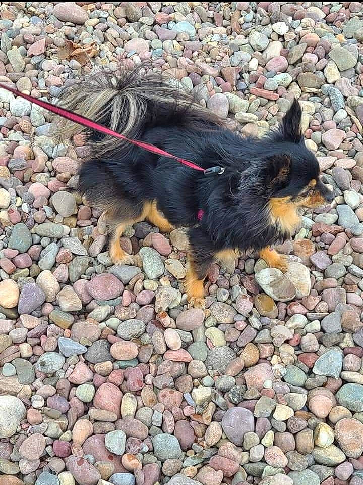 Lulu is registered to the contest to win money with this photo: asphalt, bedrock, canidae, carnivore, cobblestone, dog, dog_breed, felidae, flooring, foot, fur, paw, pebble, road_surface, rock, small_to_medium_sized_cats, snout, sporting_group, tail, terrestrial_animal