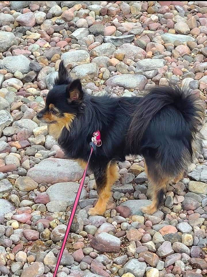 Lulu joined the competition — help win amazing prizes! adventure, canidae, carnivore, cobblestone, collar, companion_dog, dog, dog_breed, dog_supply, herding_dog, king_shepherd, leash, mammal, rock, sporting_group, tail, vertebrate, walking, working_animal, working_dog