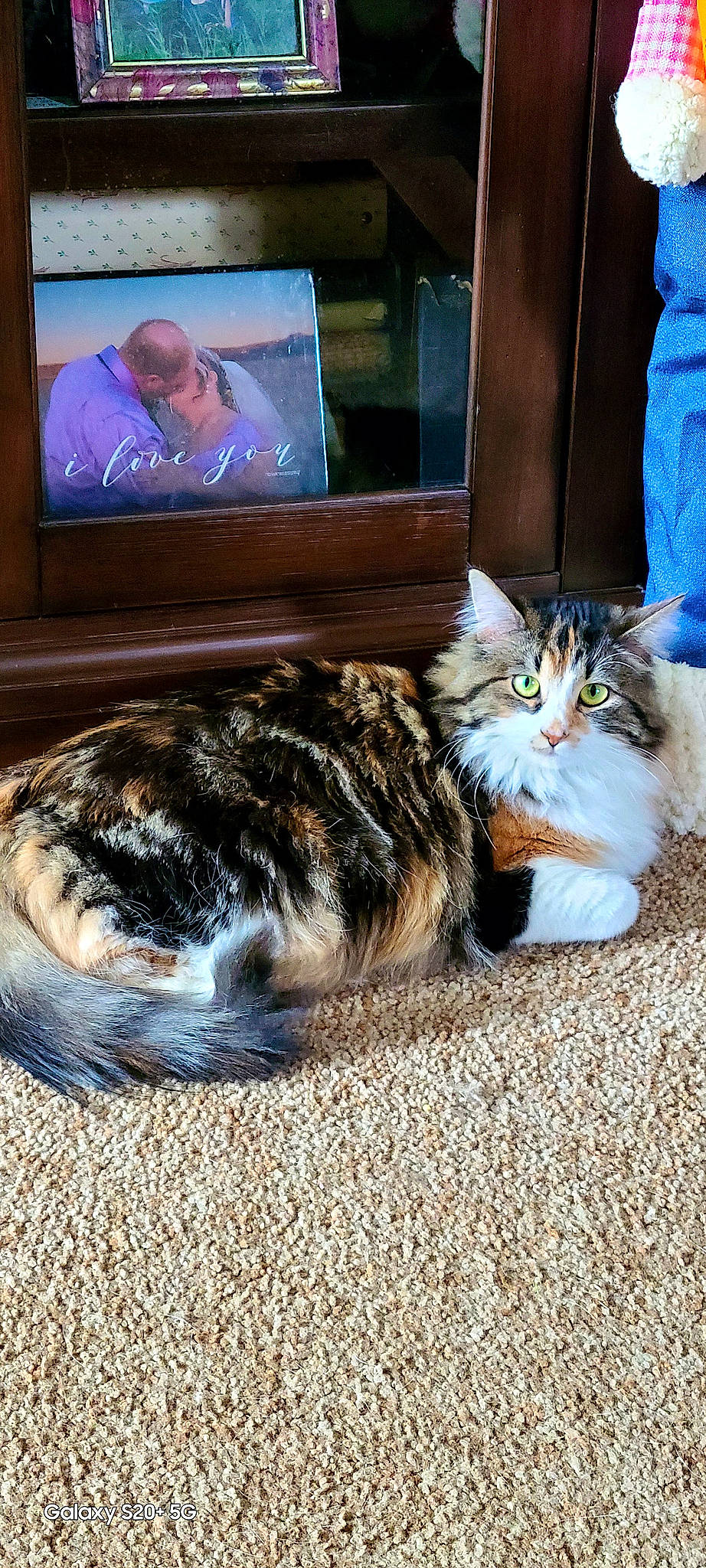 Foxy is registered to the contest to win money with this photo: carnivore, cat, comfort, display_device, domestic_short_haired_cat, felidae, flat_panel_display, flooring, fur, human_leg, lap, led_backlit_lcd_display, paw, picture_frame, plant, small_to_medium_sized_cats, tail, television, television_set, whiskers