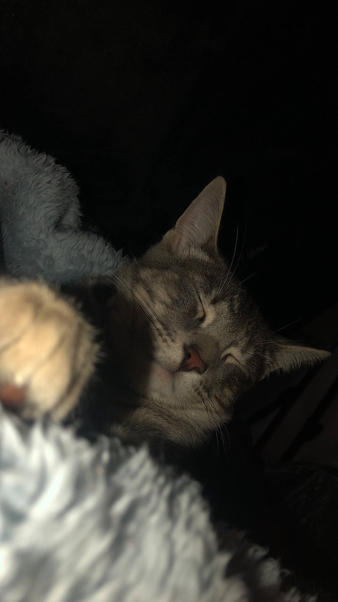 Teddy is registered to the contest to win money with this photo: carnivore, cat, cloud, darkness, domestic_short_haired_cat, ear, eye, felidae, fur, kitten, nap, night, nose, paw, sky, sleep, small_to_medium_sized_cats, snout, tabby_cat, whiskers