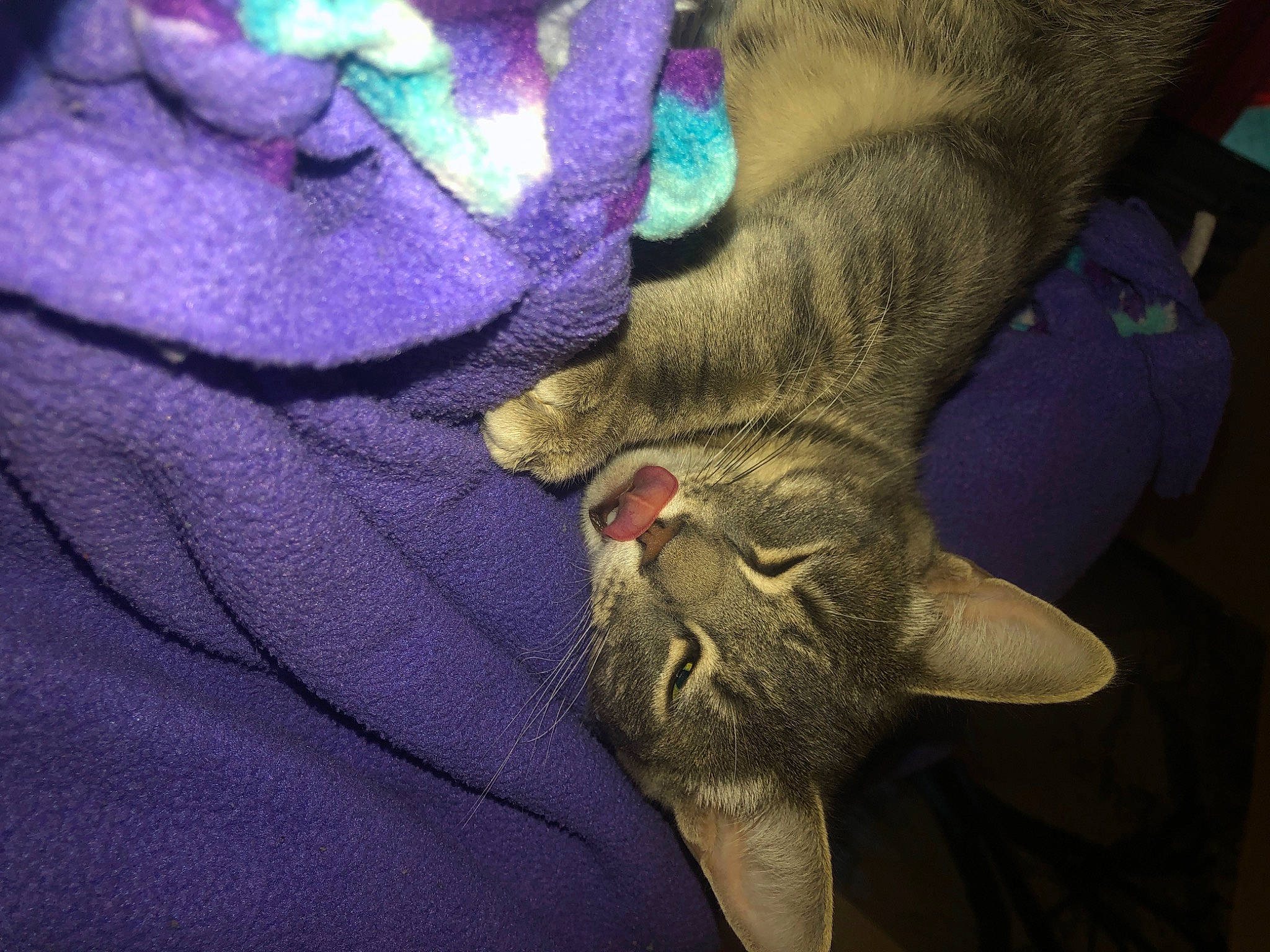 Teddy is registered to the contest to win money with this photo: carnivore, cat, chausie, claw, domestic_short_haired_cat, european_shorthair, fawn, felidae, german_rex, hand, korat, paw, russian_blue, small_to_medium_sized_cats, whiskers