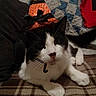 Dizzle is registered to the contest to win money with this photo: cat, black_and_white, hat, witch_hat, plaid_blanket, quilt, indoor, pet, animal, cute, costume, feline, resting, cozy, small_hat, whiskers, ears, paws, domestic_cat, relaxed