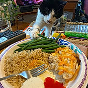 Dizzle joined the competition — help win amazing prizes! cat, plate, food, rice, green_beans, cheese, fork, table, remote_control, television, people_on_tv, plant, cup, pills_organizer, living_room, curious, indoor, wooden_furniture, paper_plate, dining