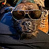 accessory, animal, aviator, black, brown, casual, closeup, cool, dog, face, funny, fur, indoor, messy_fur, nose, pet, portrait, relaxed, sunglasses, whiskers