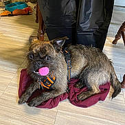 Oliver joined the competition — help win amazing prizes! dog, indoor, floor, toy, ball, pet, brown_fur, harness, curious, lying_down, wooden_chair, cloth, food_bowl, playful, close_up, animal, domestic, looking_up, furniture, cute