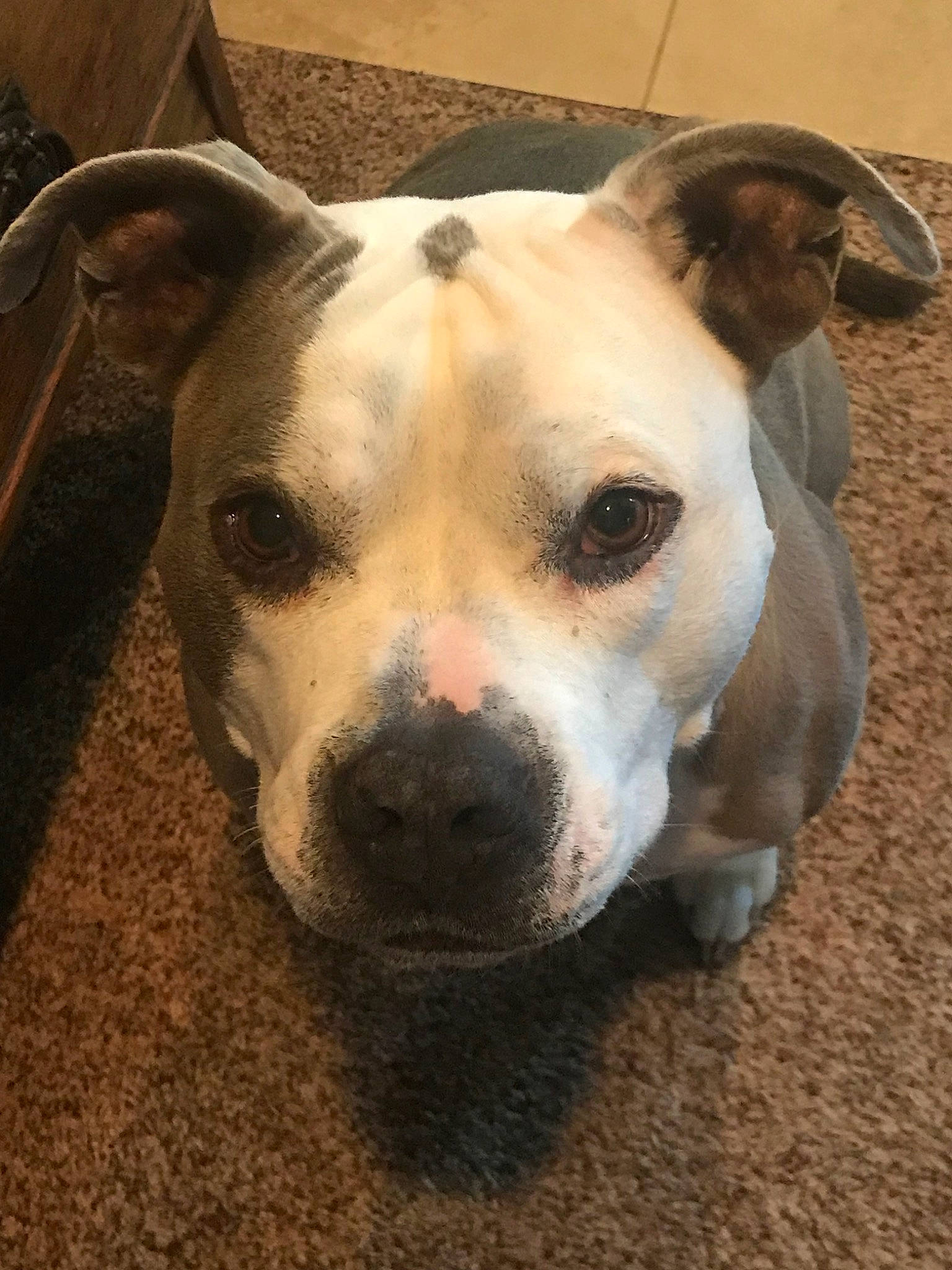 Buddha joined the competition — help win amazing prizes! american_bulldog, american_pit_bull_terrier, american_staffordshire_terrier, canidae, carnivore, catahoula_bulldog, dog, dog_breed, fawn, mammal, non_sporting_group, nose, pit_bull, rare_breed_dog, snout, staffordshire_bull_terrier, valley_bulldog, vertebrate, whiskers