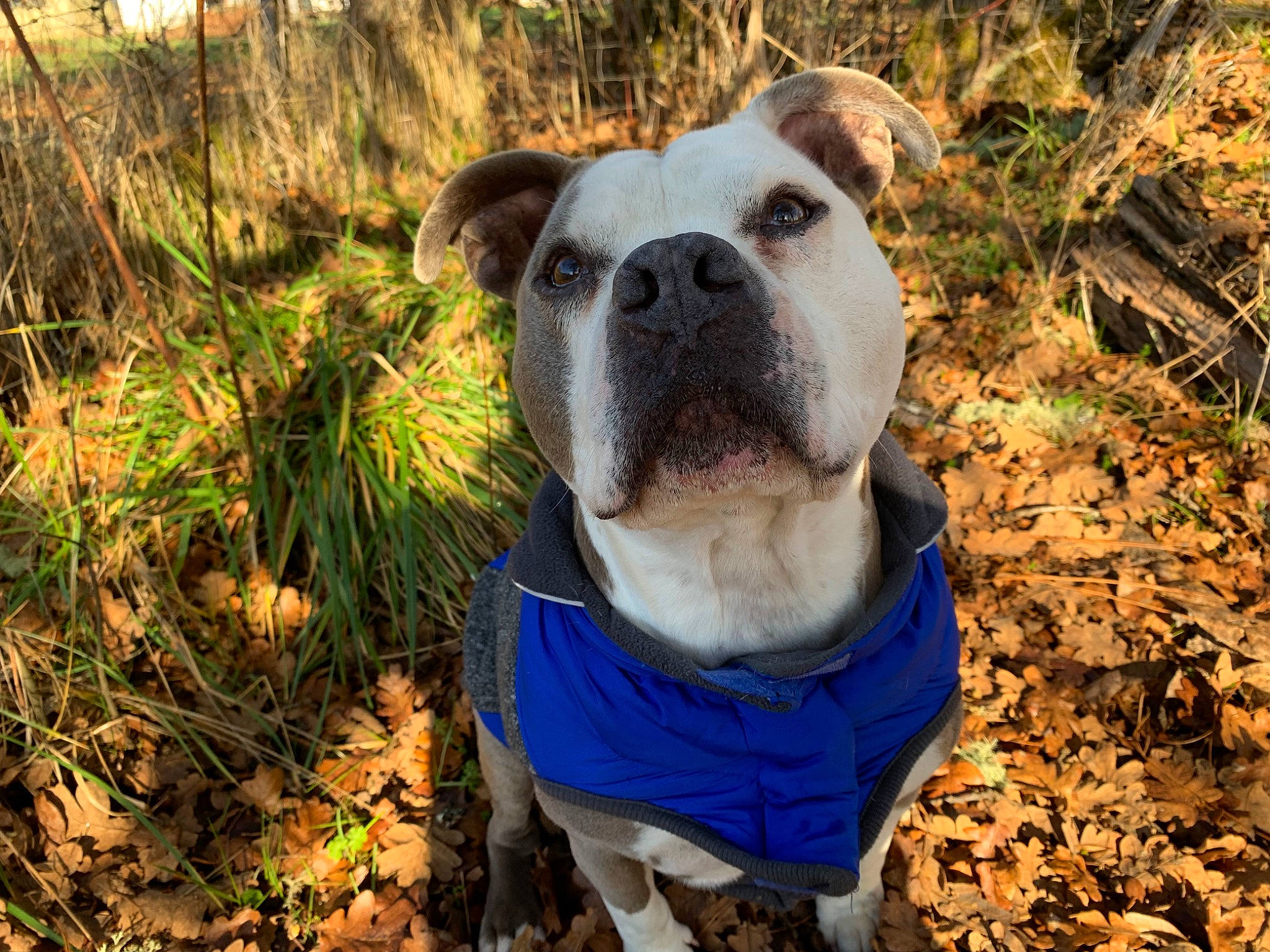 Buddha joined the competition — help win amazing prizes! adventure, american_bulldog, american_pit_bull_terrier, american_staffordshire_terrier, australian_bulldog, canidae, carnivore, catahoula_bulldog, companion_dog, dog, dog_breed, fawn, mammal, non_sporting_group, olde_english_bulldogge, pit_bull, snout, sporting_group, valley_bulldog
