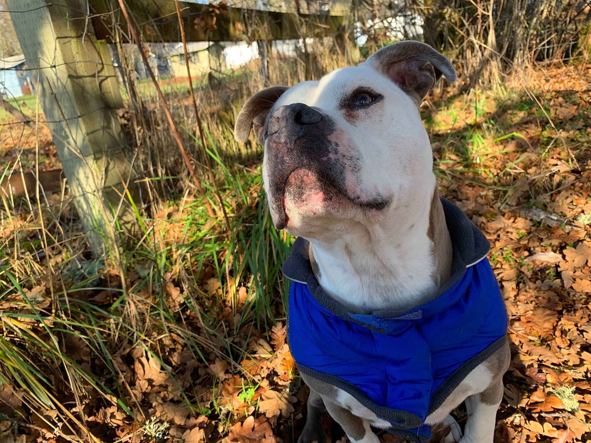 Buddha is registered to the contest to win money with this photo: adventure, american_bulldog, american_pit_bull_terrier, american_staffordshire_terrier, australian_bulldog, bully_kutta, canidae, carnivore, catahoula_bulldog, companion_dog, dog, dog_breed, fawn, mammal, non_sporting_group, pit_bull, snout, sporting_group, vertebrate