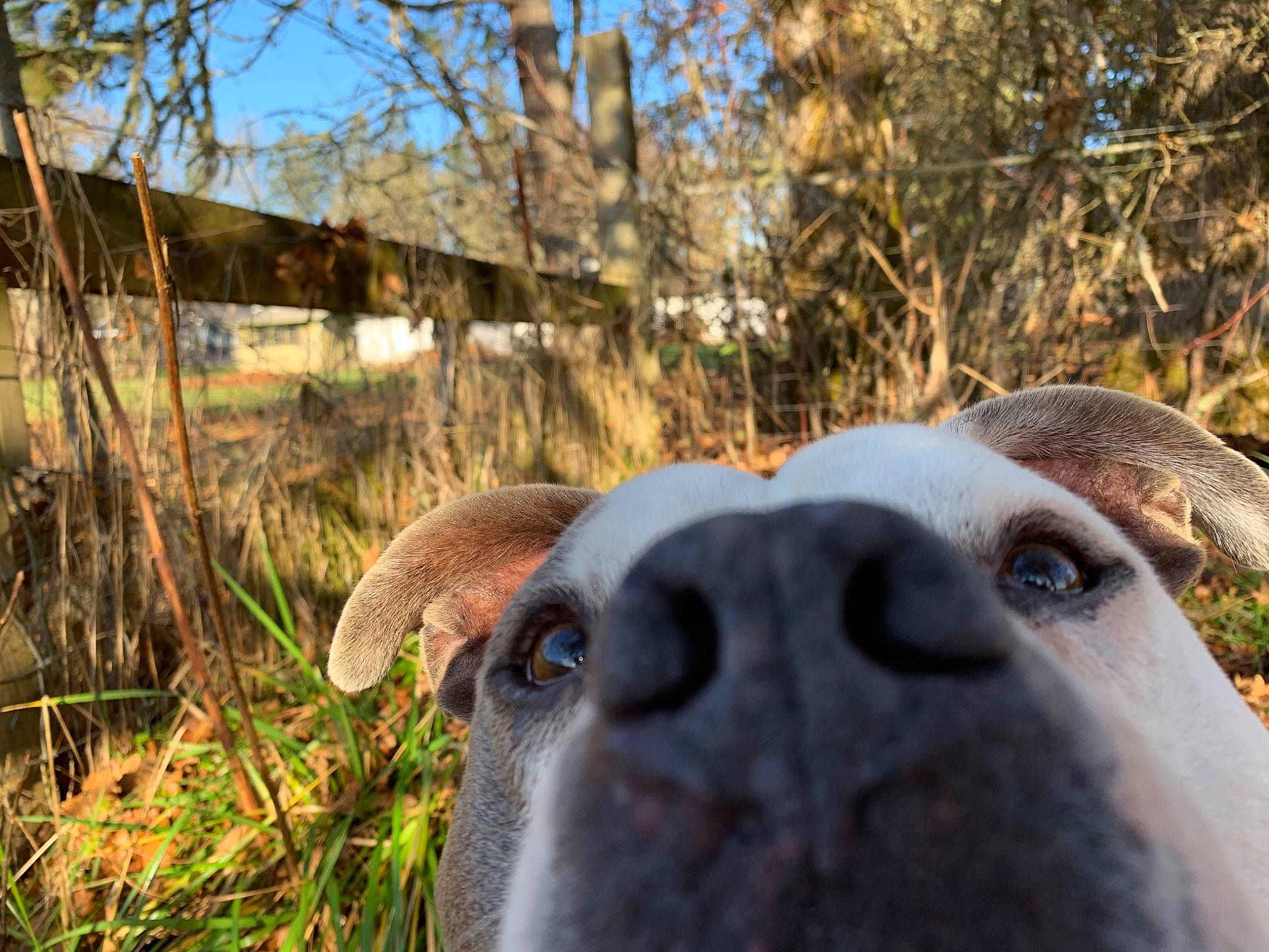 Buddha joined the competition — help win amazing prizes! american_bulldog, american_staffordshire_terrier, canidae, carnivore, dog, dog_breed, ear, fawn, grass, mammal, non_sporting_group, nose, plant, snout, sporting_group, vertebrate