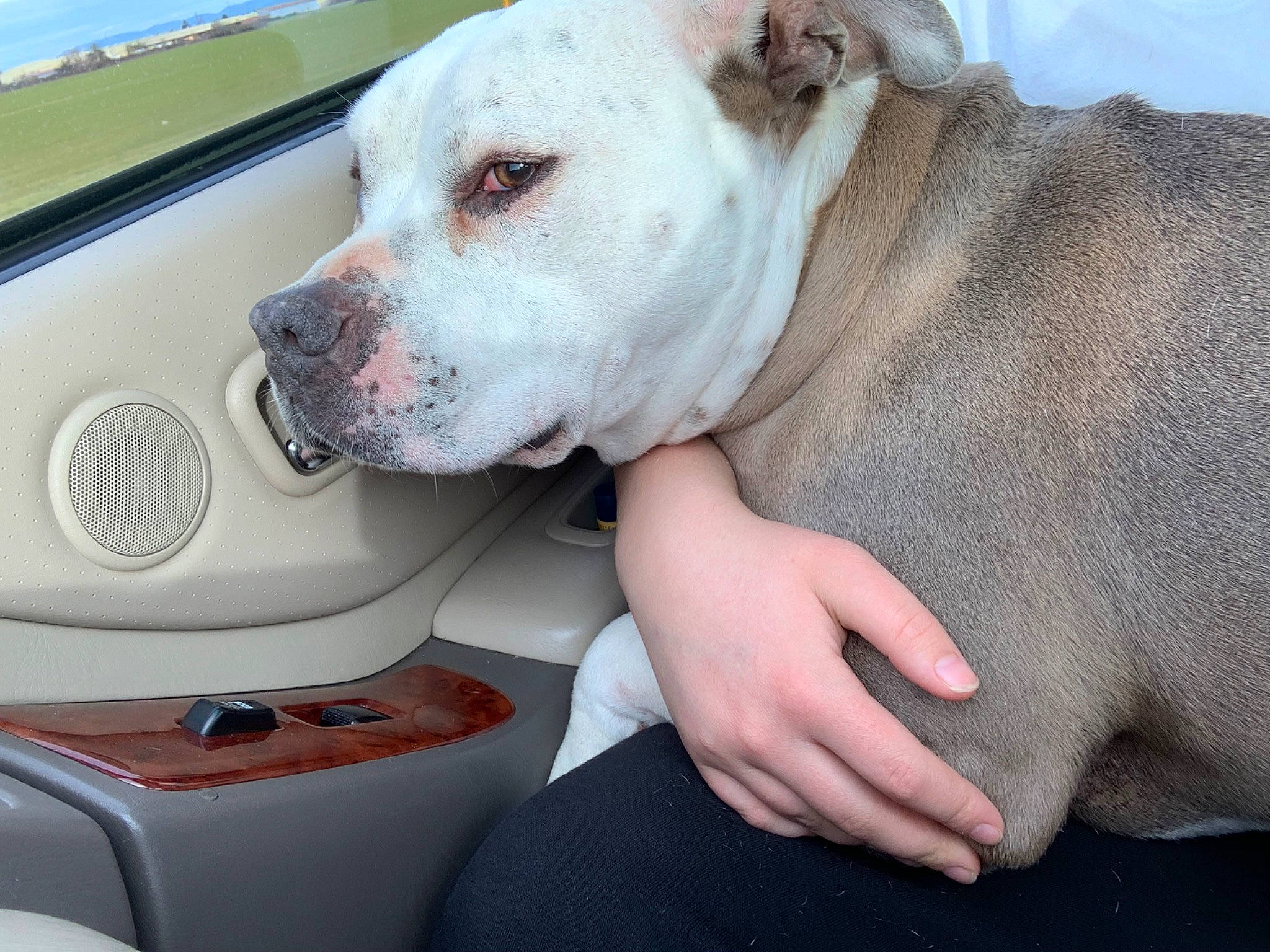 Buddha is registered to the contest to win money with this photo: american_bulldog, american_pit_bull_terrier, australian_bulldog, bulldog, bully_kutta, canidae, carnivore, cordoba_fighting_dog, dog, dog_breed, dogo_argentino, fawn, mammal, non_sporting_group, pit_bull, rare_breed_dog, snout, sporting_group, valley_bulldog, vertebrate