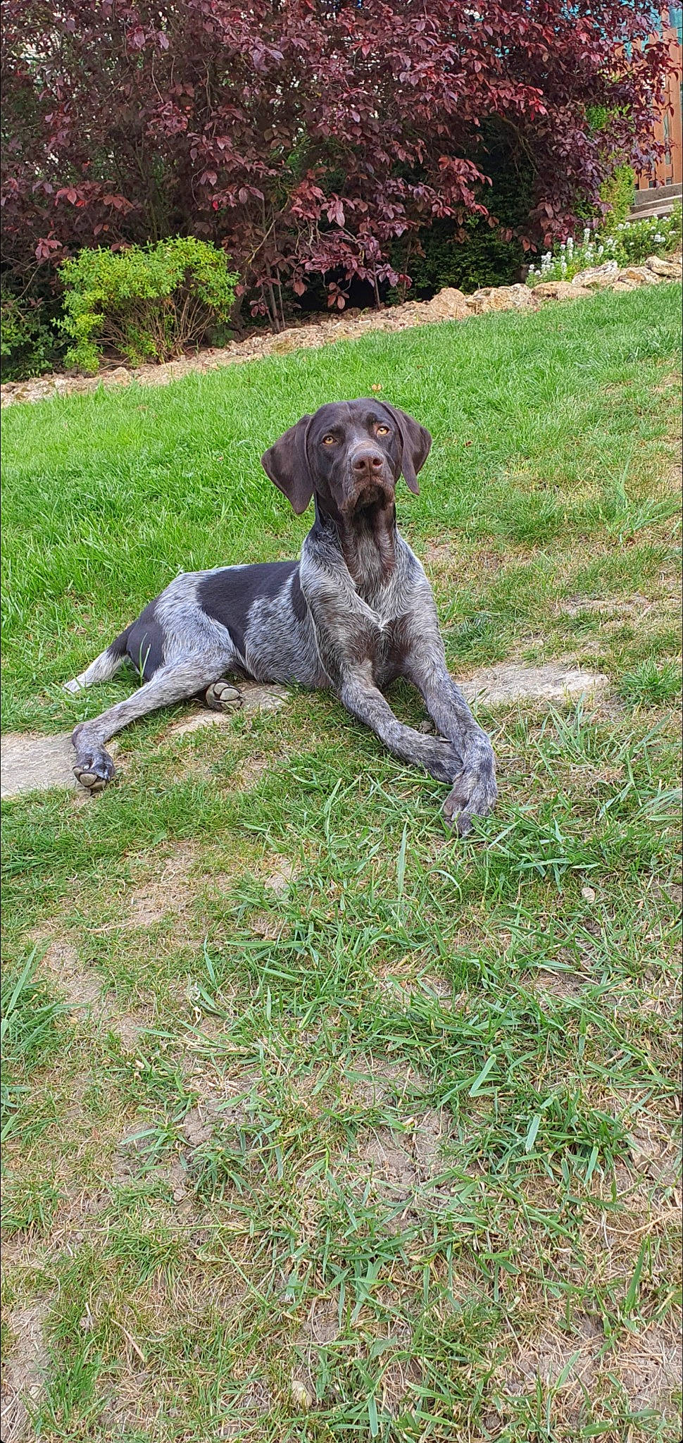 Païke participe au concours pour gagner de l'argent avec cette photo : canidae, carnivore, companion_dog, dog, dog_breed, grass, groundcover, guard_dog, gun_dog, hunting_dog, non_sporting_group, plant, sporting_group, tail, terrestrial_animal, treeing_tennessee_brindle, working_animal, working_dog