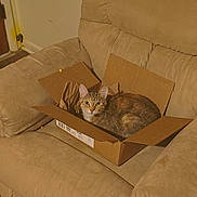 Abra joined the competition — help win amazing prizes! armchair, box, cardboard_box, cat, cat_in_box, couch, cozy, ears, eyes, floor, gaze, indoor, lighting, living_room, pet, relaxed, sitting, tabby_cat, upholstery, whiskers