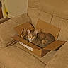 armchair, box, cardboard_box, cat, cat_in_box, couch, cozy, ears, eyes, floor, gaze, indoor, lighting, living_room, pet, relaxed, sitting, tabby_cat, upholstery, whiskers