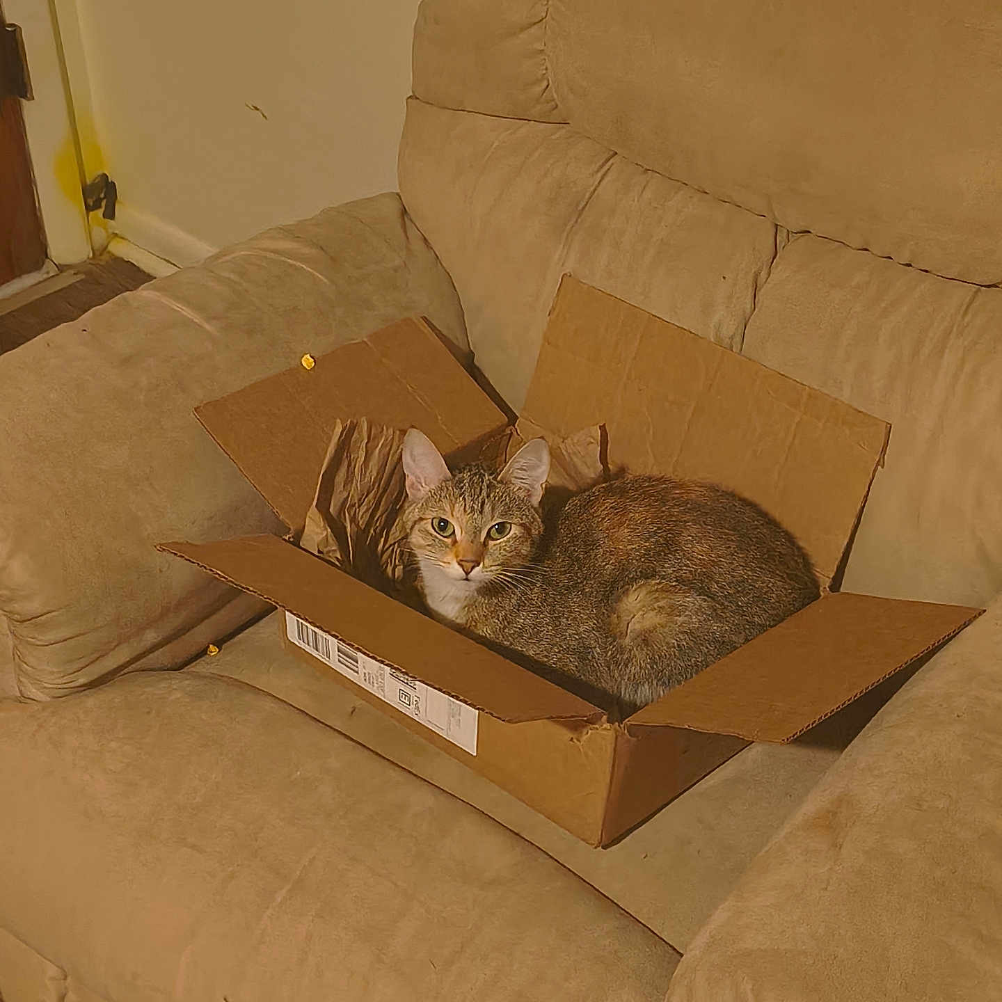 Abra joined the competition — help win amazing prizes! armchair, box, cardboard_box, cat, cat_in_box, couch, cozy, ears, eyes, floor, gaze, indoor, lighting, living_room, pet, relaxed, sitting, tabby_cat, upholstery, whiskers
