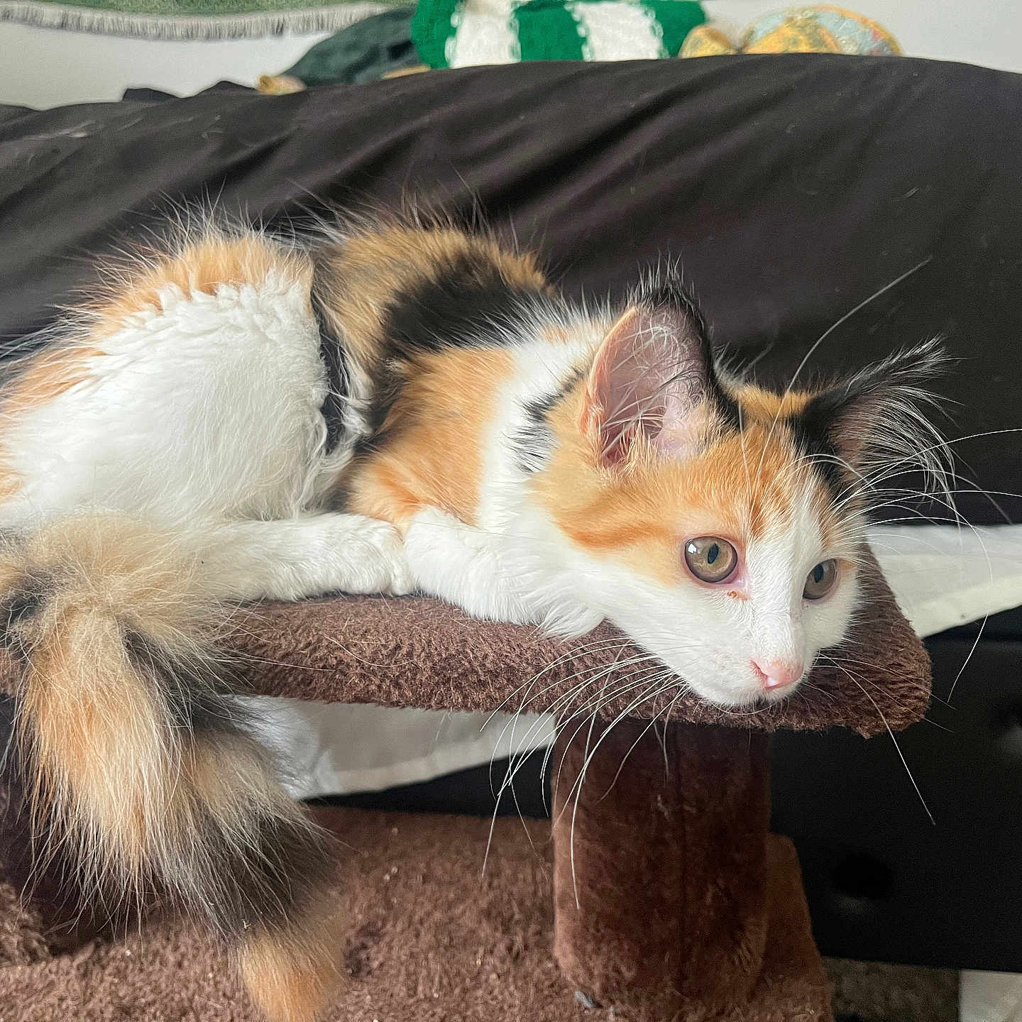 Marilynn joined the competition — help win amazing prizes! animal, black, blanket, brown, calico, carpeted_cat_tree, cat, couch, curious, ears, feline, fluffy, indoor, kitten, orange, pet, relaxed, tail, whiskers, white