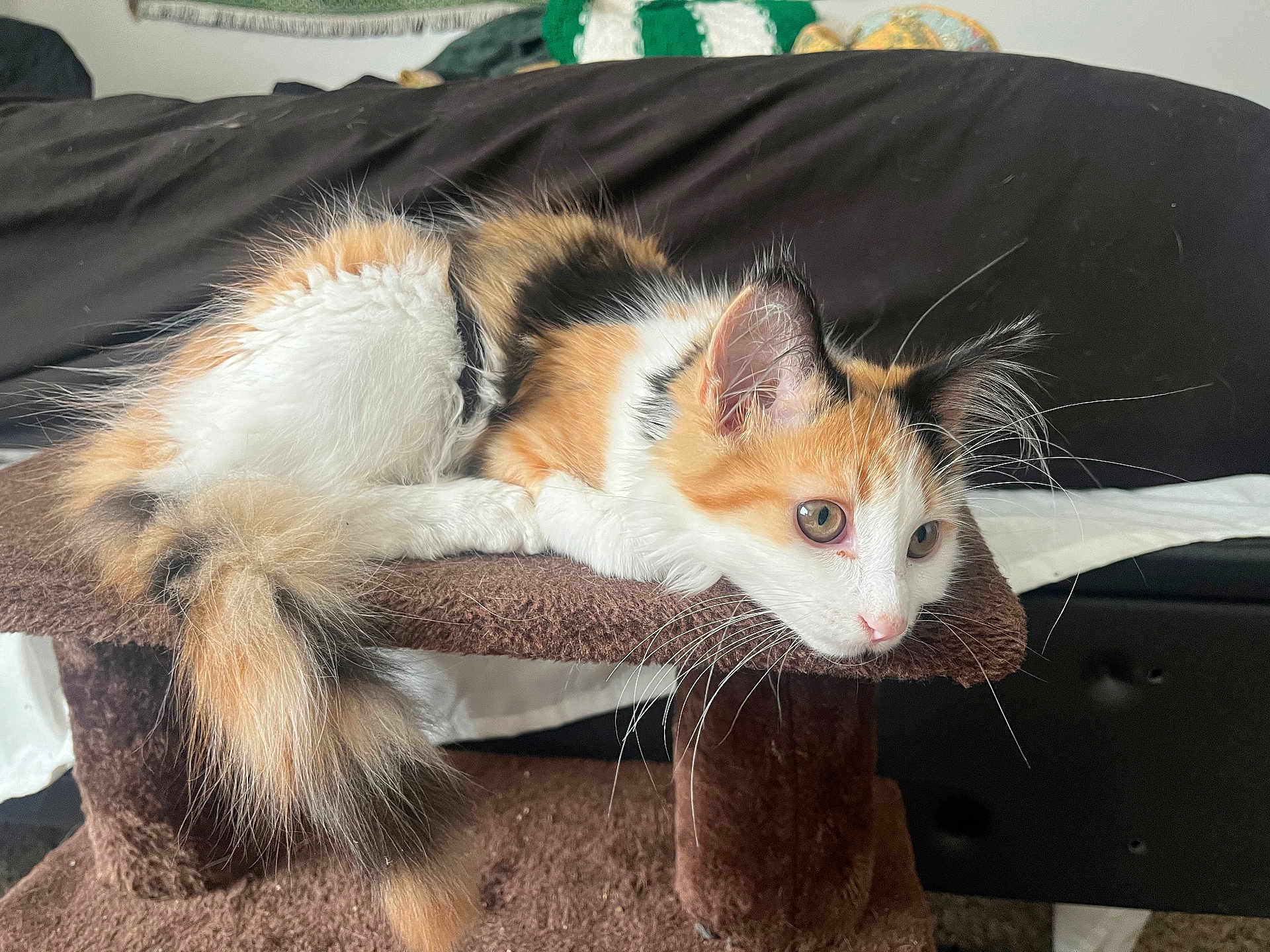 Marilynn joined the competition — help win amazing prizes! animal, black, blanket, brown, calico, carpeted_cat_tree, cat, couch, curious, ears, feline, fluffy, indoor, kitten, orange, pet, relaxed, tail, whiskers, white