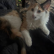 Marilynn is registered to the contest to win money with this photo: animal, calico, cat, cozy, curious, cute, domestic_cat, ears, fluffy, furniture, home, indoor, kitten, paw, pet, quilted_blanket, resting, rug, tail, whiskers