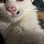 Marilynn joined the competition — help win amazing prizes! animal, black_spot, brown_fur, cat, close_up, cozy, curious, cute, eyes, face, feline, friendly, fur, indoor, nose, pet, portrait, soft_lighting, whiskers, white_fur