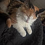 Marilynn is registered to the contest to win money with this photo: animal, black_blanket, blanket, calico, cat, cozy, cute, feline, floor, fur, furniture, home, indoor, kitten, pet, quiet, relaxation, rest, sleeping, whiskers