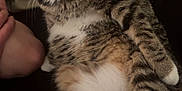 Mochi is registered to the contest to win money with this photo: animal, background, cat, closeup, comfort, couch, feline, fur, human_face, indoor, laying_down, person, pet, pillow, relaxed, resting, striped, tabby, whiskers, white_paws
