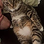 animal, background, cat, closeup, comfort, couch, feline, fur, human_face, indoor, laying_down, person, pet, pillow, relaxed, resting, striped, tabby, whiskers, white_paws