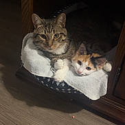 Mochi joined the competition — help win amazing prizes! animal, calico_cat, cat, cozy, cute, domestic_animal, ears, feline, fur, indoor, looking, pet_bed, resting, snuggling, soft_lighting, tabby_cat, towel, two_animals, whiskers, wooden_floor