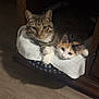 animal, calico_cat, cat, cozy, cute, domestic_animal, ears, feline, fur, indoor, looking, pet_bed, resting, snuggling, soft_lighting, tabby_cat, towel, two_animals, whiskers, wooden_floor