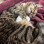 animal, blanket, cat, comfort, cozy, curled_up, cute, domestic, fur, indoor, mammal, peaceful, pet, purple, relaxing, resting, sleeping, soft, tabby, whiskers