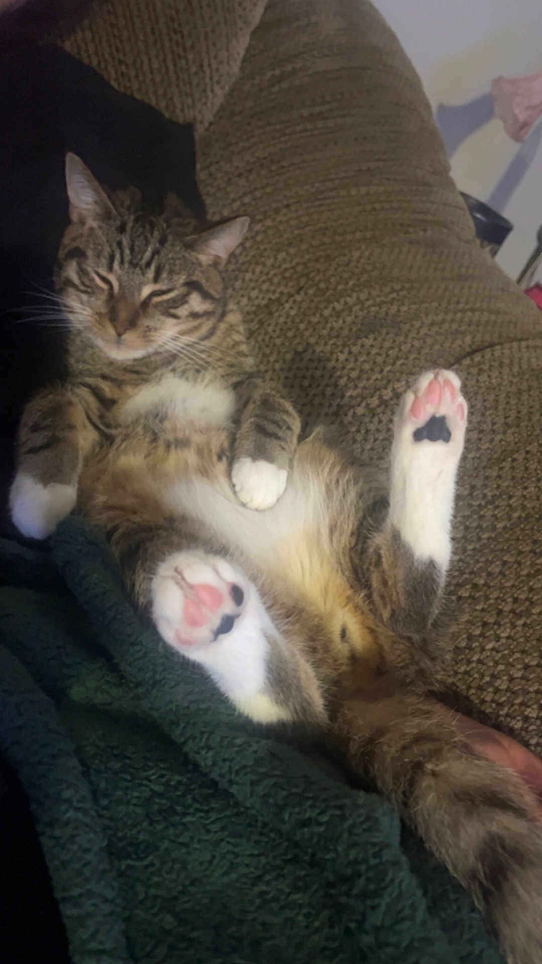 Mochi
