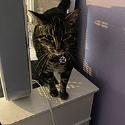 Vigo joined the competition — help win amazing prizes! cat, tabby, pet, feline, indoor, curious, dressing_table, mirror, shadow, purple_wall, collar, tag, whiskers, fur, animal, domestic, standing, white_furniture, cord, soft_light